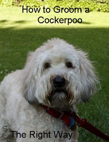 How to Groom A Cockerpoo .......The Right Way