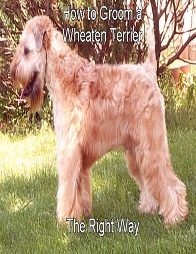 How to Groom a Soft Coated Wheaten Terrier  the right way...... Yourself