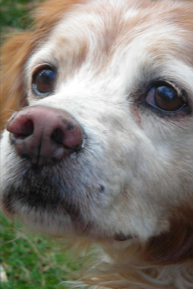 Dog Walker's Handbook