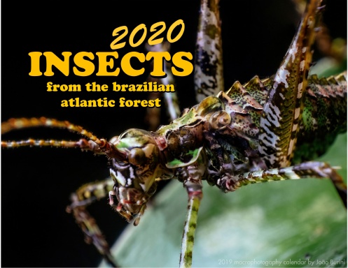 2020 Insects
