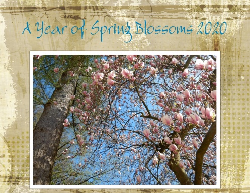 A Year of Spring Blossoms 2020