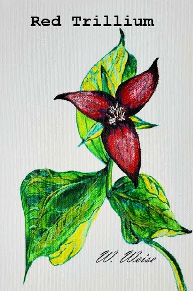 Red Trillium
