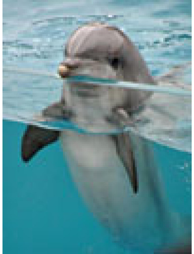 Dolphin Unit Study