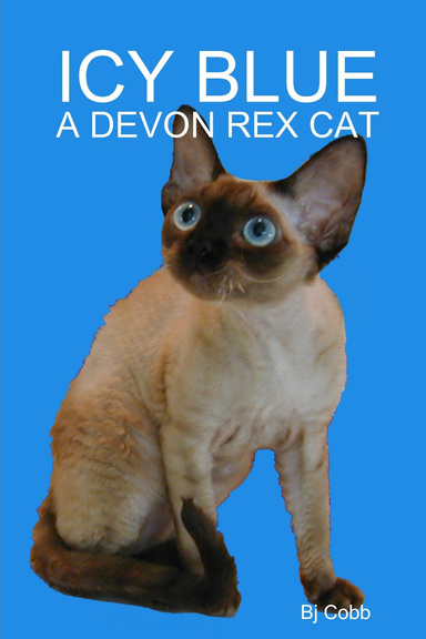 ICY BLUE  - A DEVON REX CAT