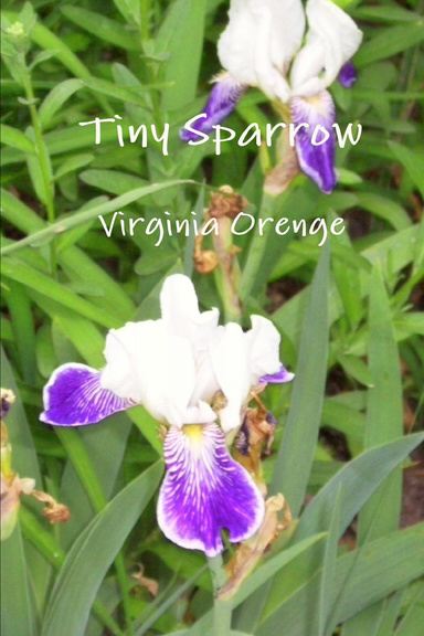 Tiny Sparrow