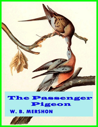The Passenger Pigeon