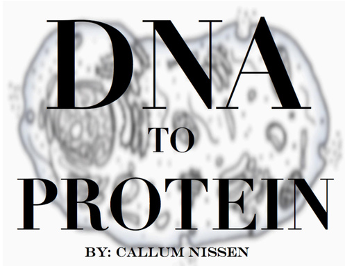 DNA to Protein: a visual description of the chemical process