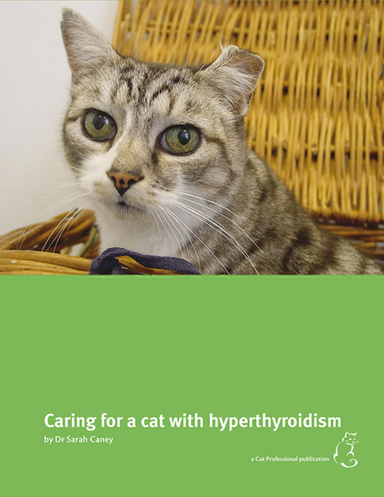 Caring for a cat with hyperthyroidism
