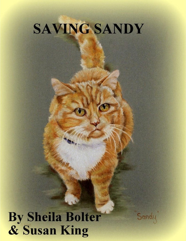 Saving Sandy
