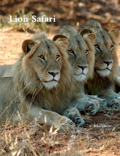 Lion Safari