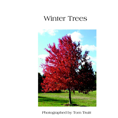 Winter Trees draft
