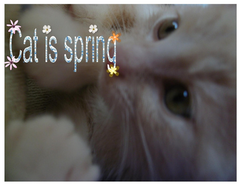 Cat is Spring