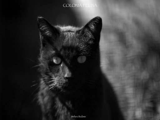 FELINE COLONY