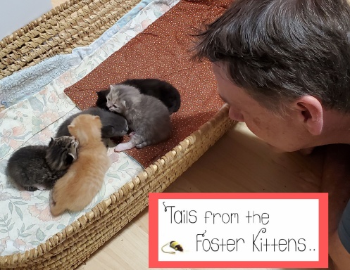 Tails from the Foster Kittens 2020