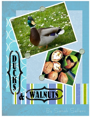 Ducks and Walnuts
