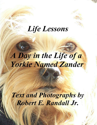 A Day In the Life of a Yorkie Named Zander: Life Lessons