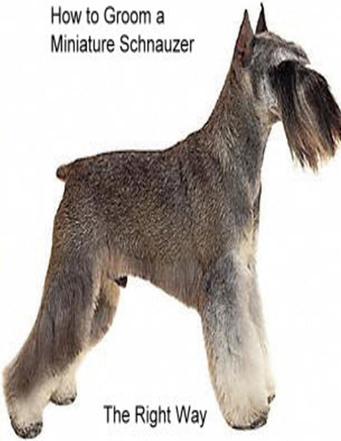 How to Groom A Miniature Schnauzer The Right Way