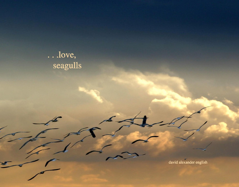 love, seagulls