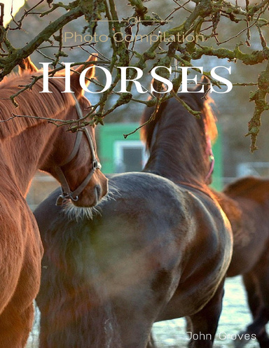 Horses Photo Compilation