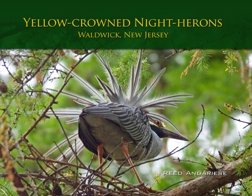 Yellow-Crowned Night-Herons