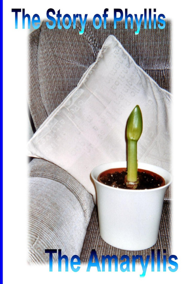The Story of an Amaryllis