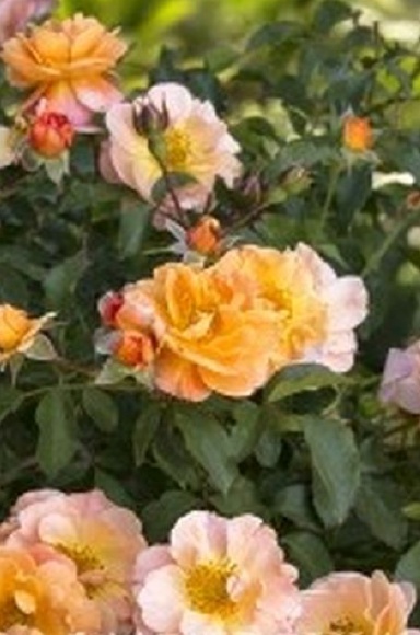 Amber Roses