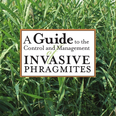Phragmites Guidebook