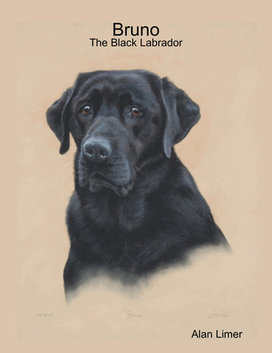 Bruno - The Black Labrador