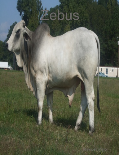 Zebus