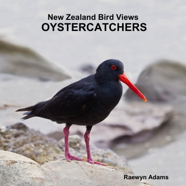 New Zealand Bird Views : OYSTERCATCHERS