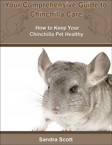 Your Comprehensive Guide to Chinchilla Care: How to Keep Your
