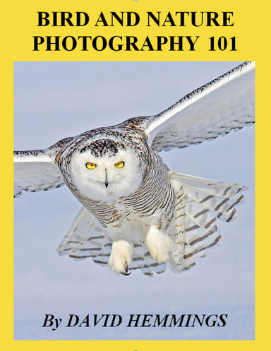Bird and Nature Photography 101