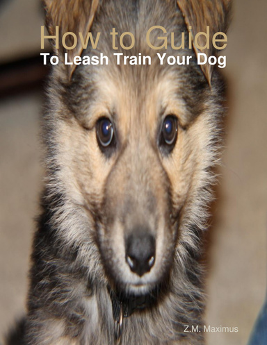 How to Guide: To Leash Train Your Dog
