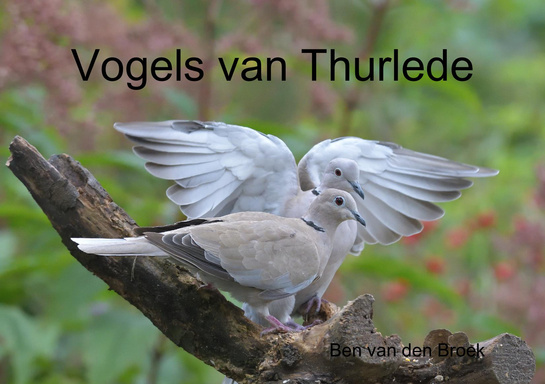 Vogels van Thurlede