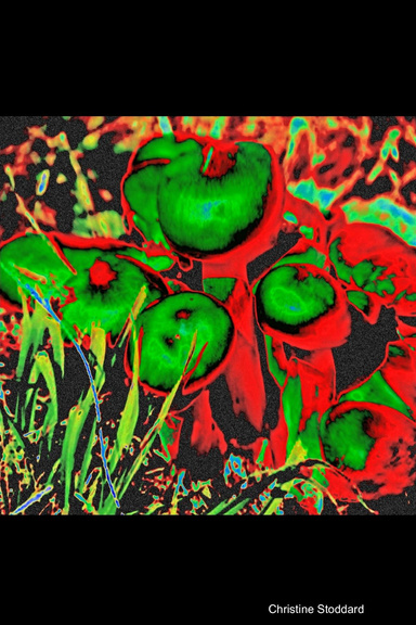 "Merlin's Mushrooms" Journal