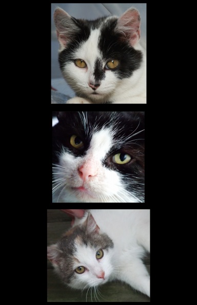 Kitties Journal