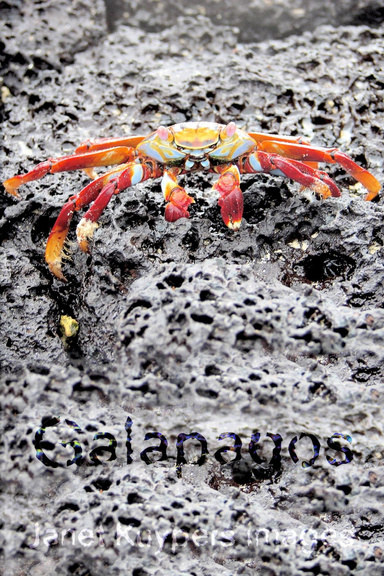 Galapagos