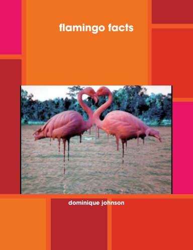 flamingo facts