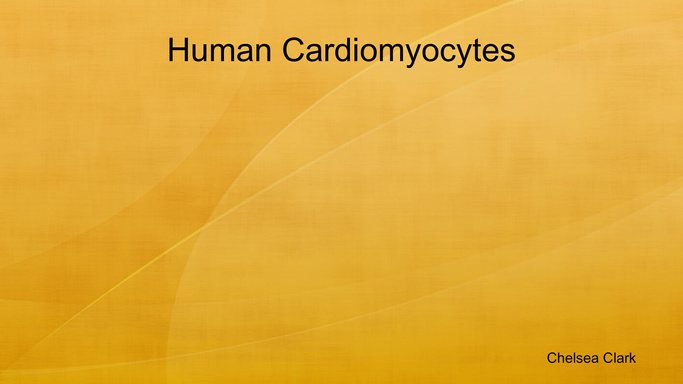 Human Cardiomyocytes