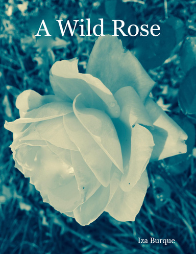 A Wild Rose