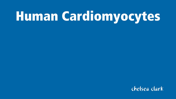 Human Cardiomyocytes