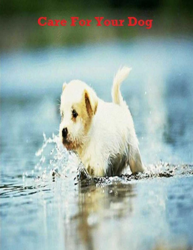 Care for Your Dog