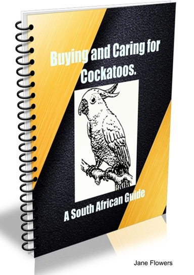 A South African Guide to Buying & Caring for Cockatoos