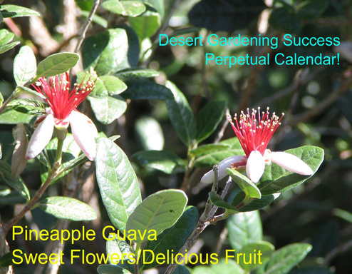 Desert Gardening Success - Perpetual Calendar