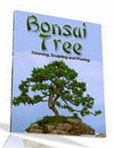 Growing Bonsai Trees