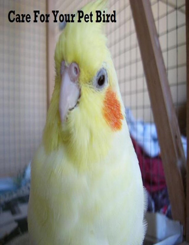 Care for Your Pet Bird
