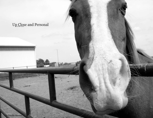 Up Close and Personal with MSU Arabians