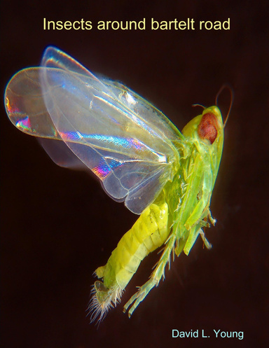 Insects around bartelt road