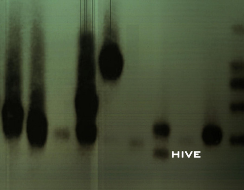 HIVE