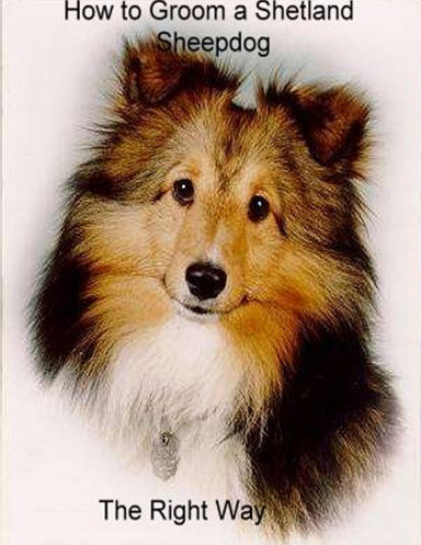 How to Groom A Shetland Sheepdog The Right Way